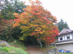 大和町の民家の近くで見つけた色あでやかに紅葉するモミジ
