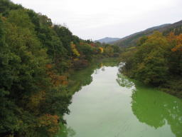 神秘的な緑色の白竜湖。でも残念，アオコの色でした！▲