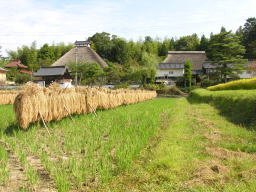 茅葺屋根のお寺と天日に干される稲 