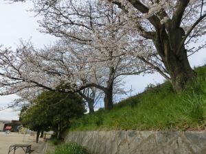 須波小の桜