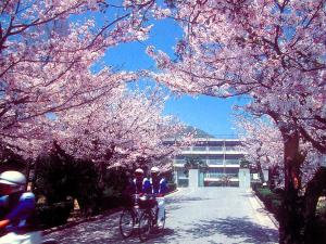 桜咲く校門