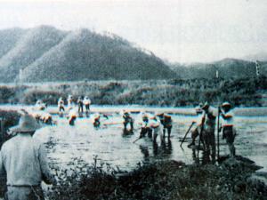 沼田川渇水時の八畝割
