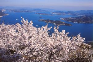 桜と瀬戸内海