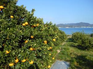 佐木島 みかん畑からの眺望
