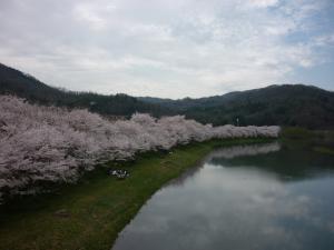 桜と白竜湖