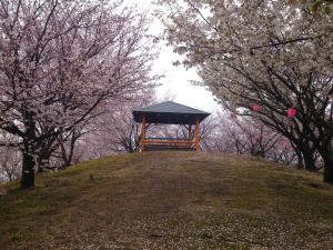 佐木島　塔の峰千本桜