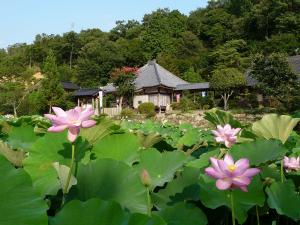 蓮の花と棲眞寺