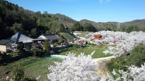 桜と棲眞寺