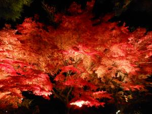 紅葉の佛通寺　ライトアップ