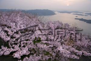 桜と瀬戸内海 画像