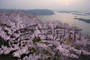 桜と瀬戸内海