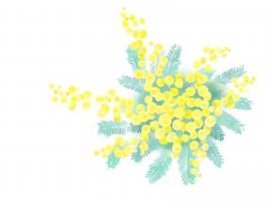 ミモザの花の画像