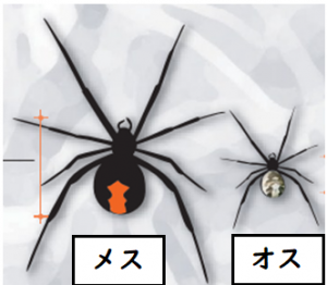 セアカゴケグモ
