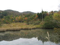 整備前の里山1