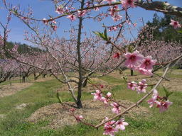 大和町の特産品　桃の