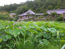 棲真寺のハスと花