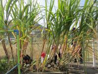サトウキビ収穫体験