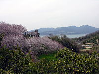 佐木島の桜１