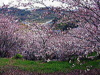 佐木島の桜２