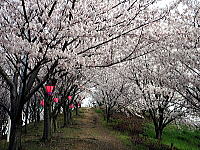 塔の峰千本桜