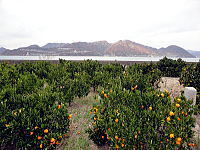 柑橘農園