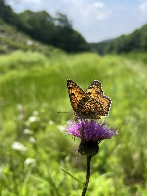 ヒョウモンモドキ