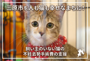 猫の写真