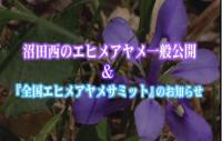 沼田西のエヒメアヤメ一般公開＆「全国エヒメアヤメサミット」のお知らせ