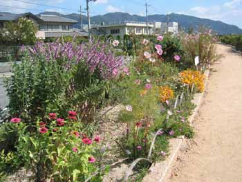 花壇の利用状況（沼田川土手）画像