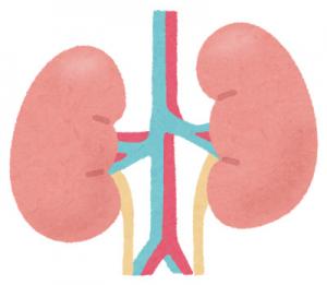 腎臓のイラスト