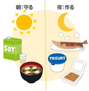 朝におすすめ豆腐入りみそ汁と豆乳　夜におすすめ魚料理、乳製品、納豆のイラスト