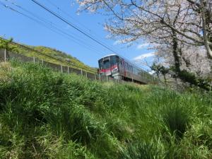 呉線と桜